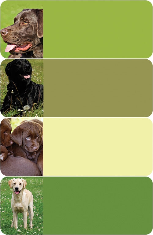 Labrador Retriever Address Labels