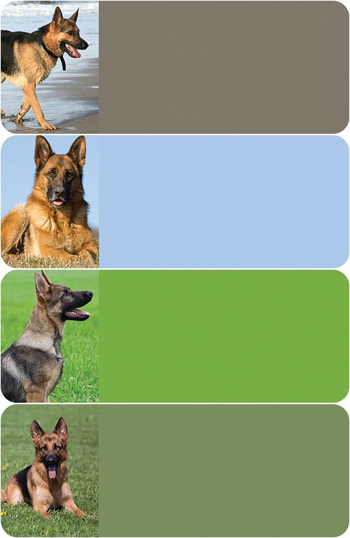 German Shepherd Address Labels