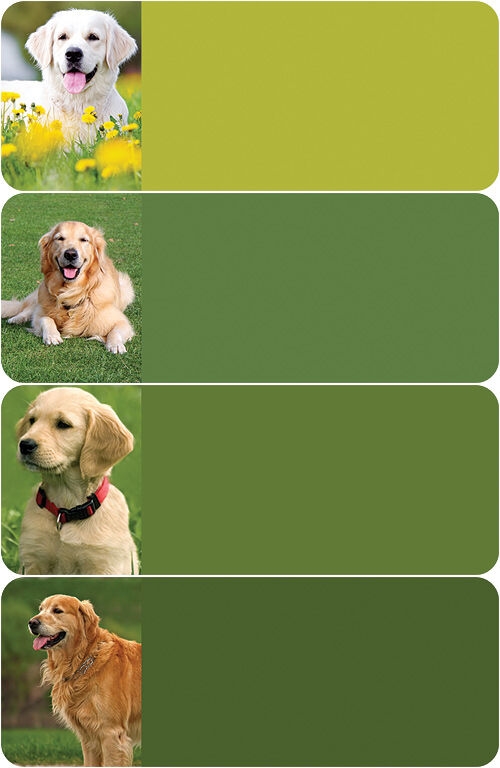 Golden Retriever Address Labels