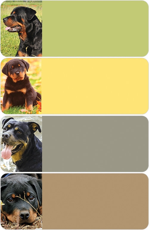 Rottweiler Address Labels