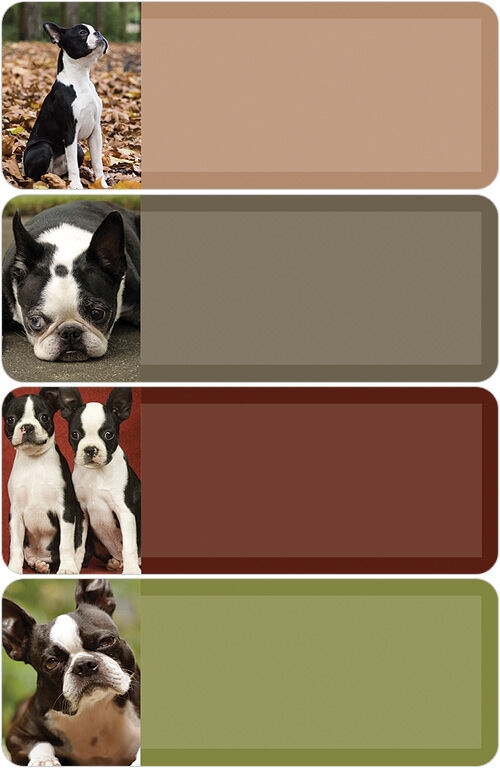 Boston Terrier Address Labels