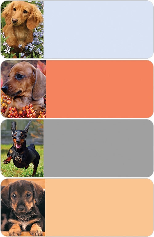 Dachshund Address Labels