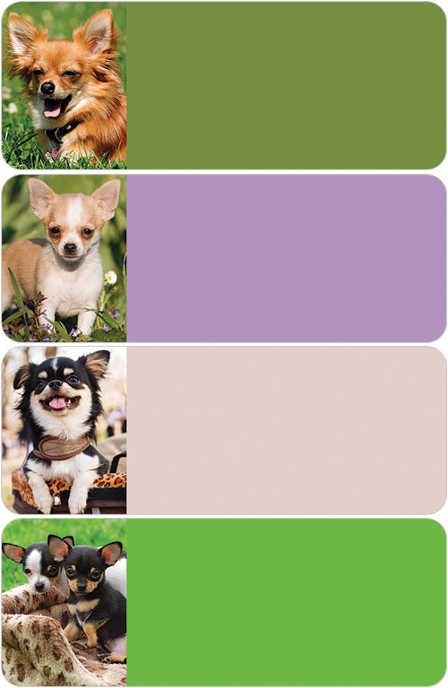 Chihuahua Address Labels