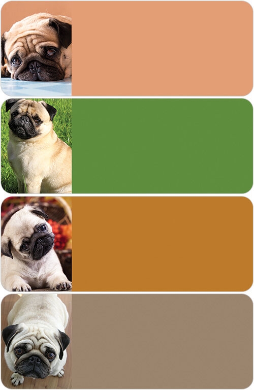 Pug Address Labels