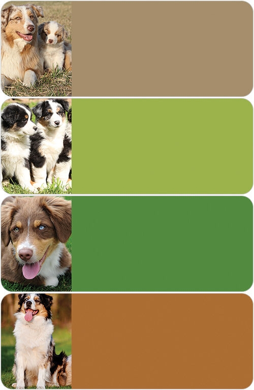 Australian Shepherd Address Labels