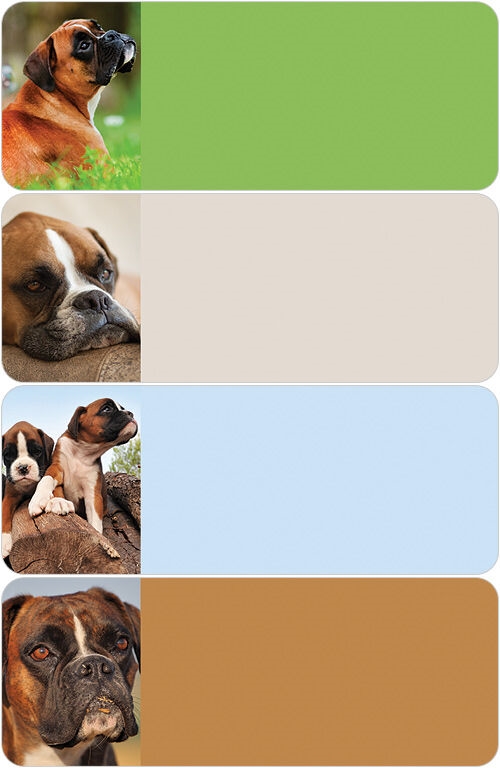 Boxer Address Labels