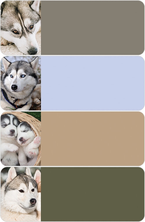 Siberian Husky Address Labels