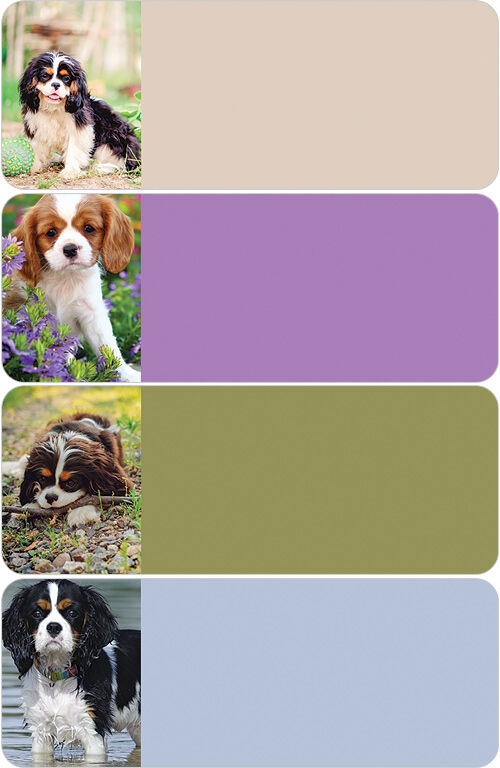 Cavalier King Charles Spaniel Address Labels