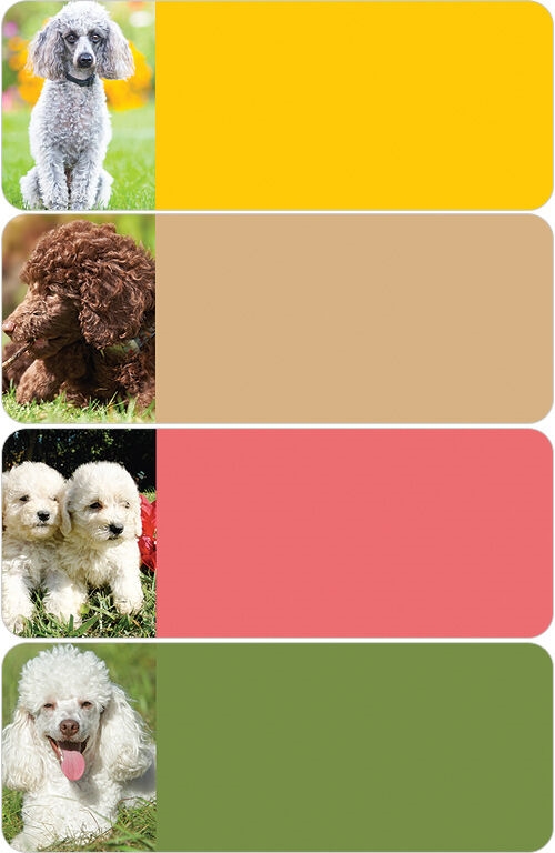 Poodles Address Labels