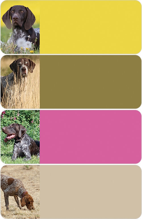 German Shorthair Pointer Address Labels