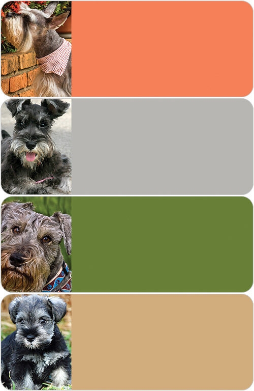 Schnauzer Address Labels