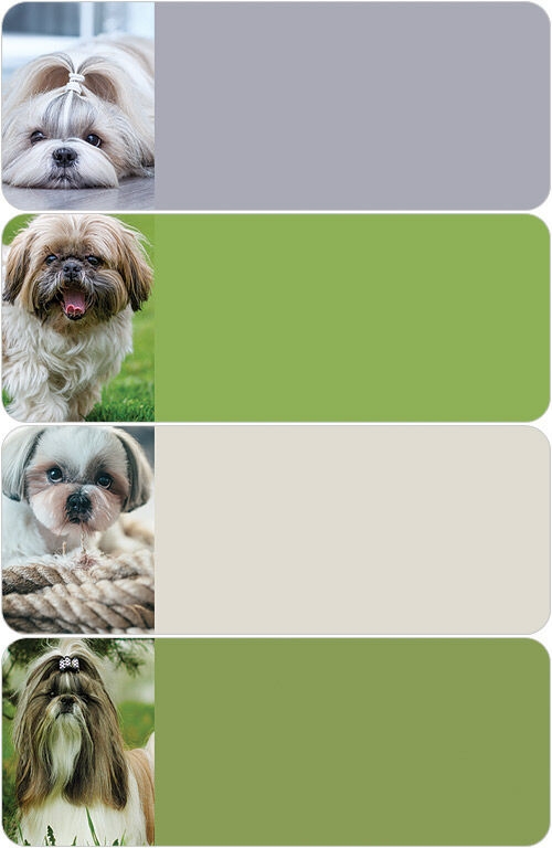 Shih-Tzu Address Labels