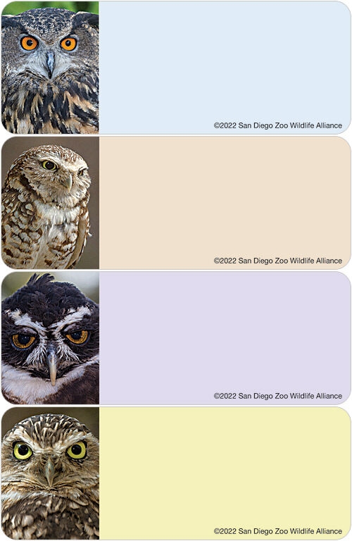 San Diego Zoo Wildlife Alliance Owl Address Labels