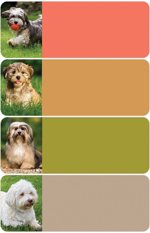 Havanese Address Labels