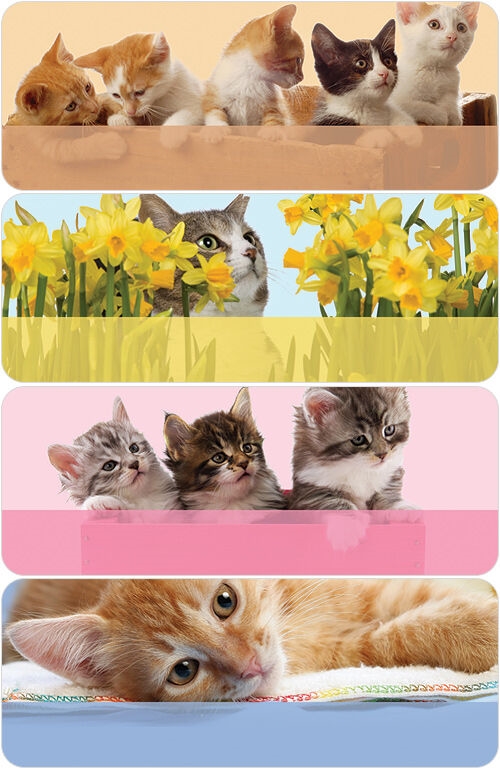 Precious Kittens Address Labels