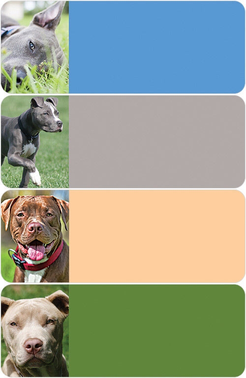 Pit Bull Address Labels