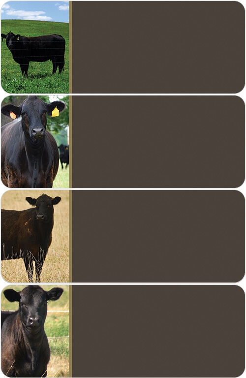 Black Angus Cows Address Labels