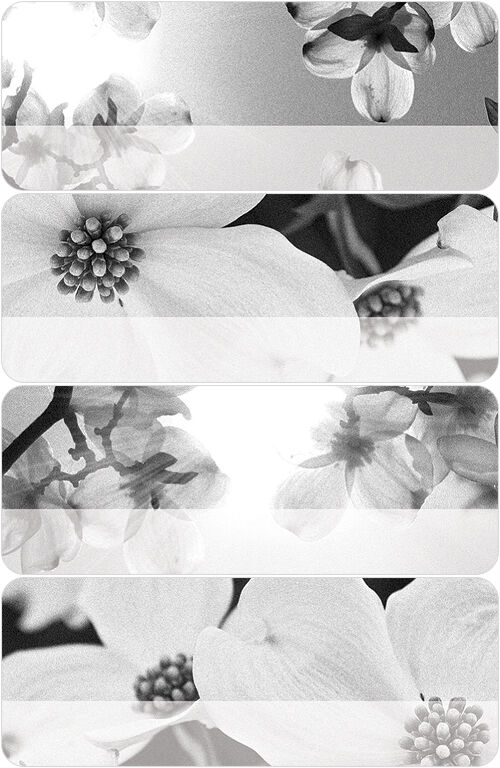 Dramatic Dogwoods Address Labels