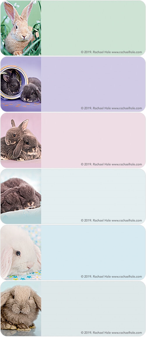 rachaelhale® Bunnies Address Labels