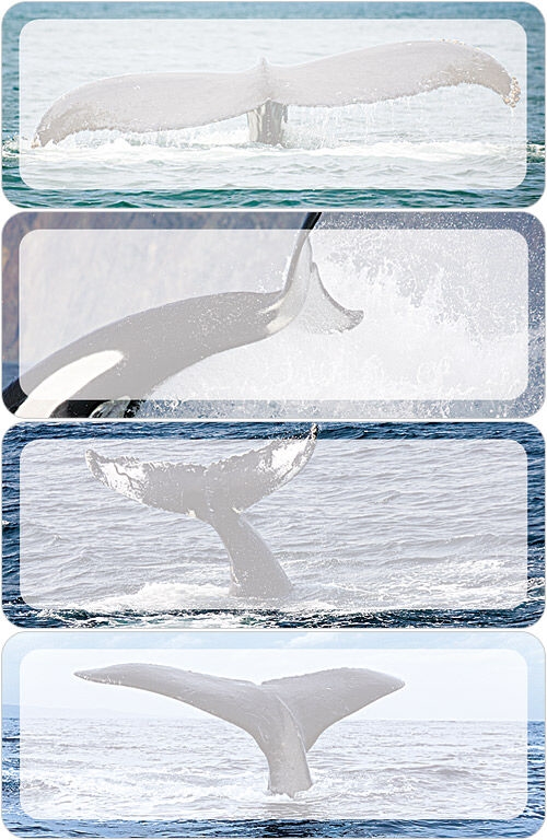 Whale Tails Address Labels