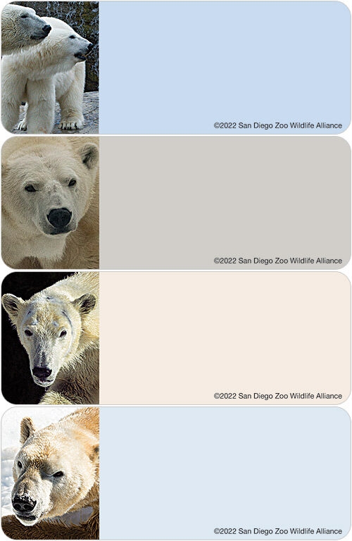 San Diego Zoo Wildlife Alliance Polar Bear Labels