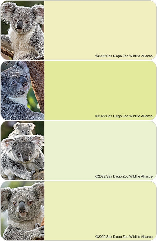 San Diego Zoo Wildlife Alliance Koala Labels