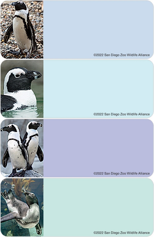 San Diego Zoo Wildlife Alliance Penguin Labels