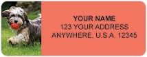 Havanese Address Labels Thumbnail