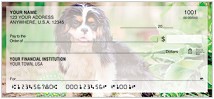 Cavalier King Charles Spaniel Checks Thumbnail